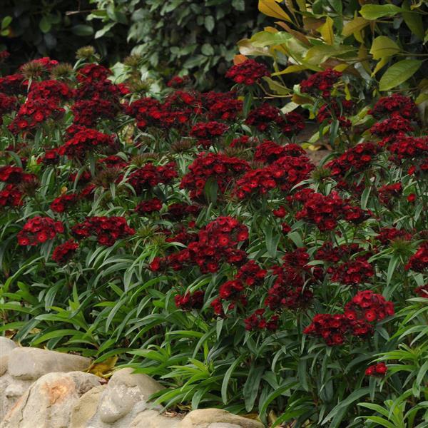 Dianthus barbatus dash crimson(1327)